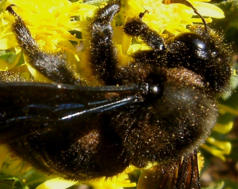 Xilocopa violacea ed acari.